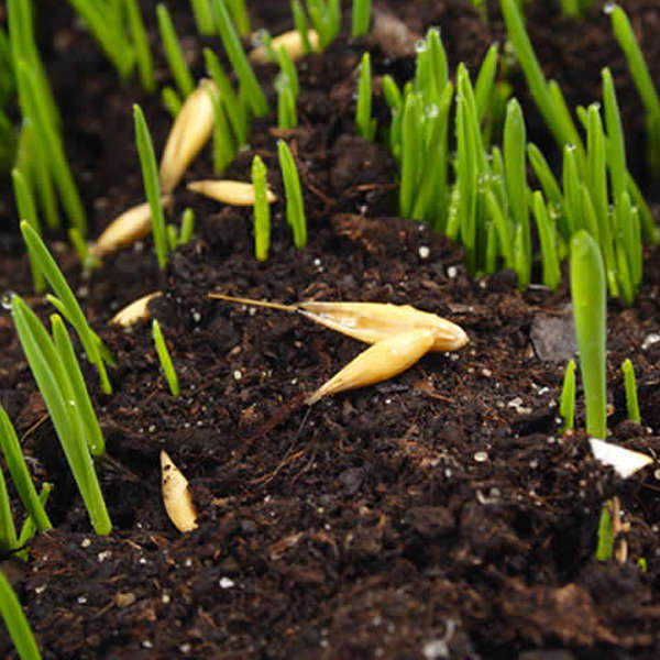 Lawn Seeding Topsoil - Image 2