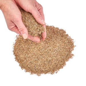 Grass Seed