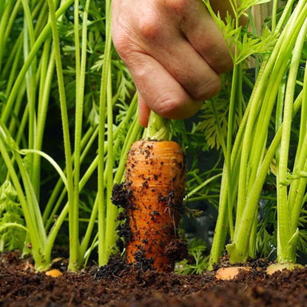Vegetable & Fruit Topsoil - Image 3