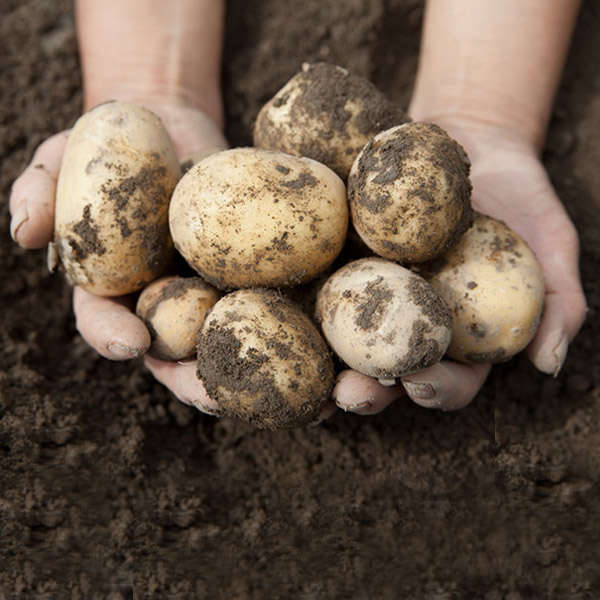 Vegetable & Fruit Topsoil - Image 4