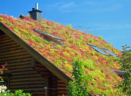 How to Build a Roof Garden | Creating A Green Roof