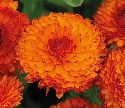 Bedding clearance plants uk