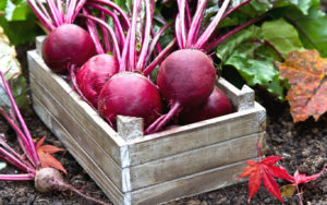 Raised Beds