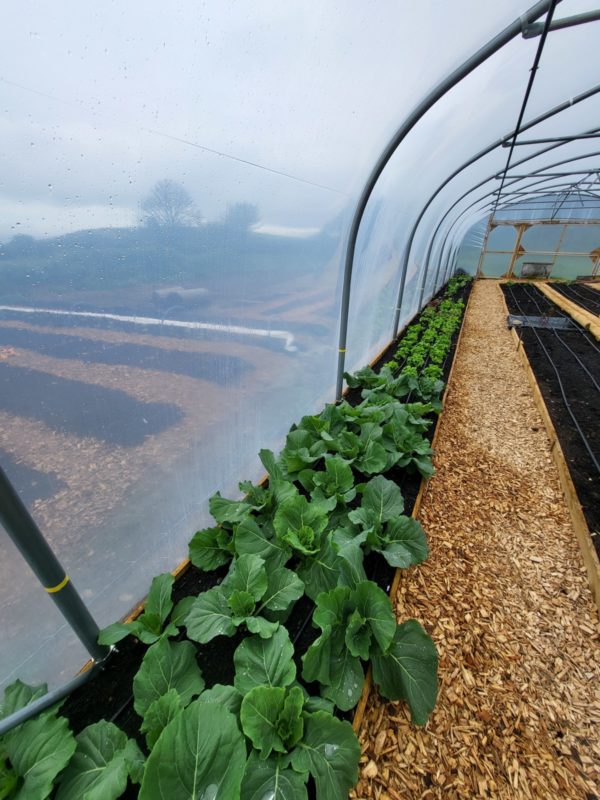 WaterMate Pro automatic greenhouse & polytunnel watering system - Image 10