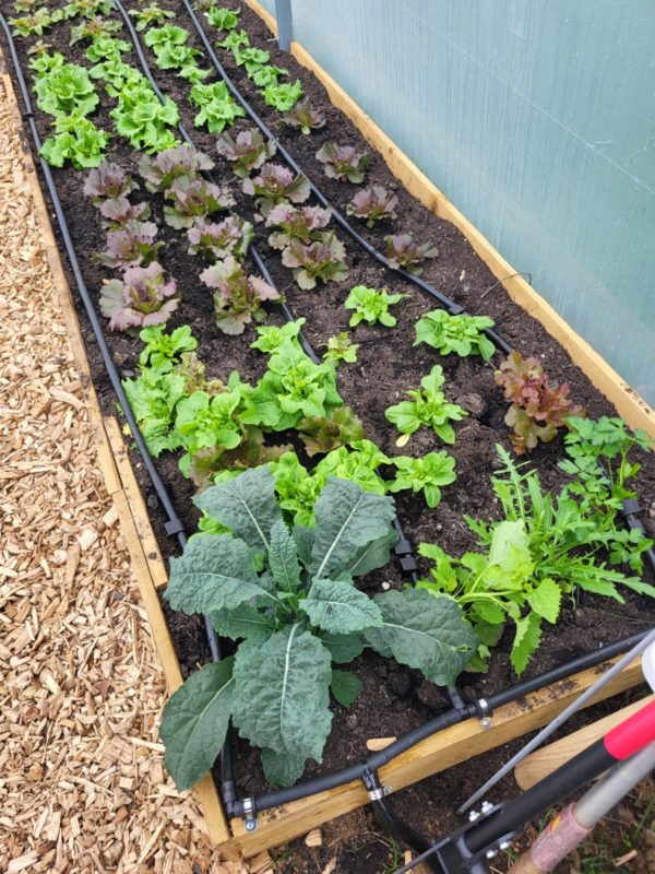 WaterMate Pro automatic greenhouse & polytunnel watering system - Image 9