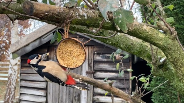 5kg Nutpecker with 2 x Coconut Feeders - Image 2