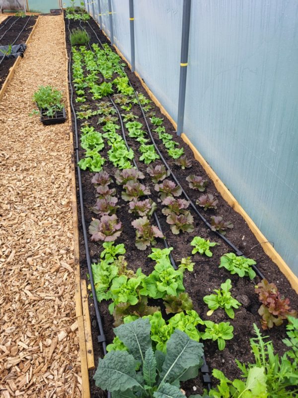 WaterMate Pro automatic greenhouse & polytunnel watering system - Image 8