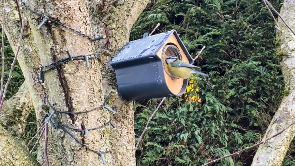 2 in 1 Nutpecker Feeding House with Food - Image 6