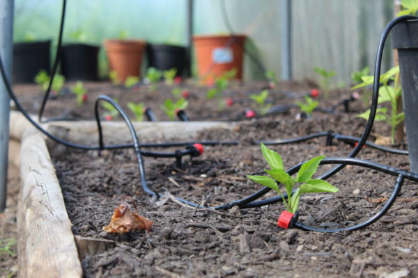WaterMate Pro automatic greenhouse & polytunnel watering system - Image 6